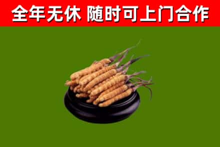 江北区烟酒回收冬虫夏草.jpg